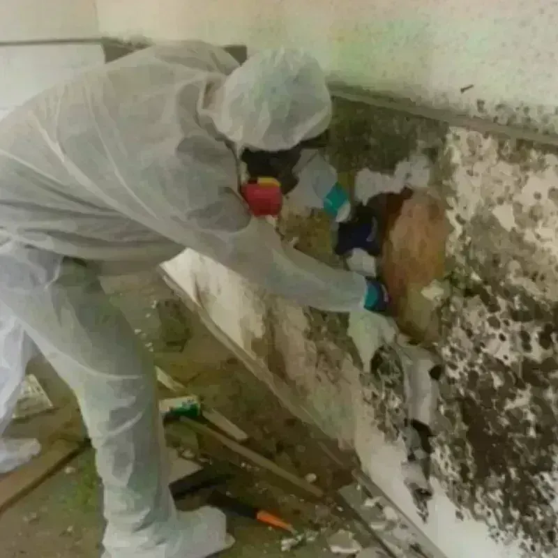 Mold Remediation and Removal in Villa Rica, GA